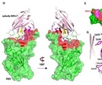 Synthetic nanobodies potent neutralizers for SARS-CoV-2