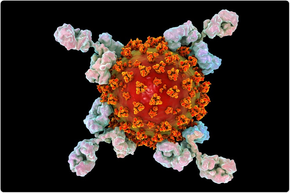 Antibodies attacking SARS-CoV-2 virus,. Image Credit: Kateryna Kon / Shutterstock