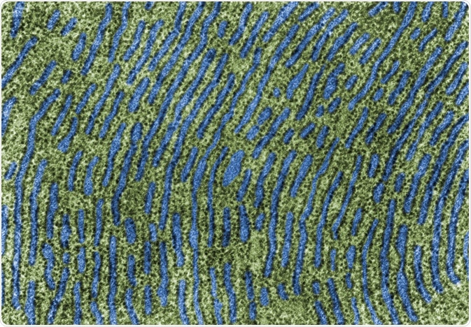 endoplasmic reticulum