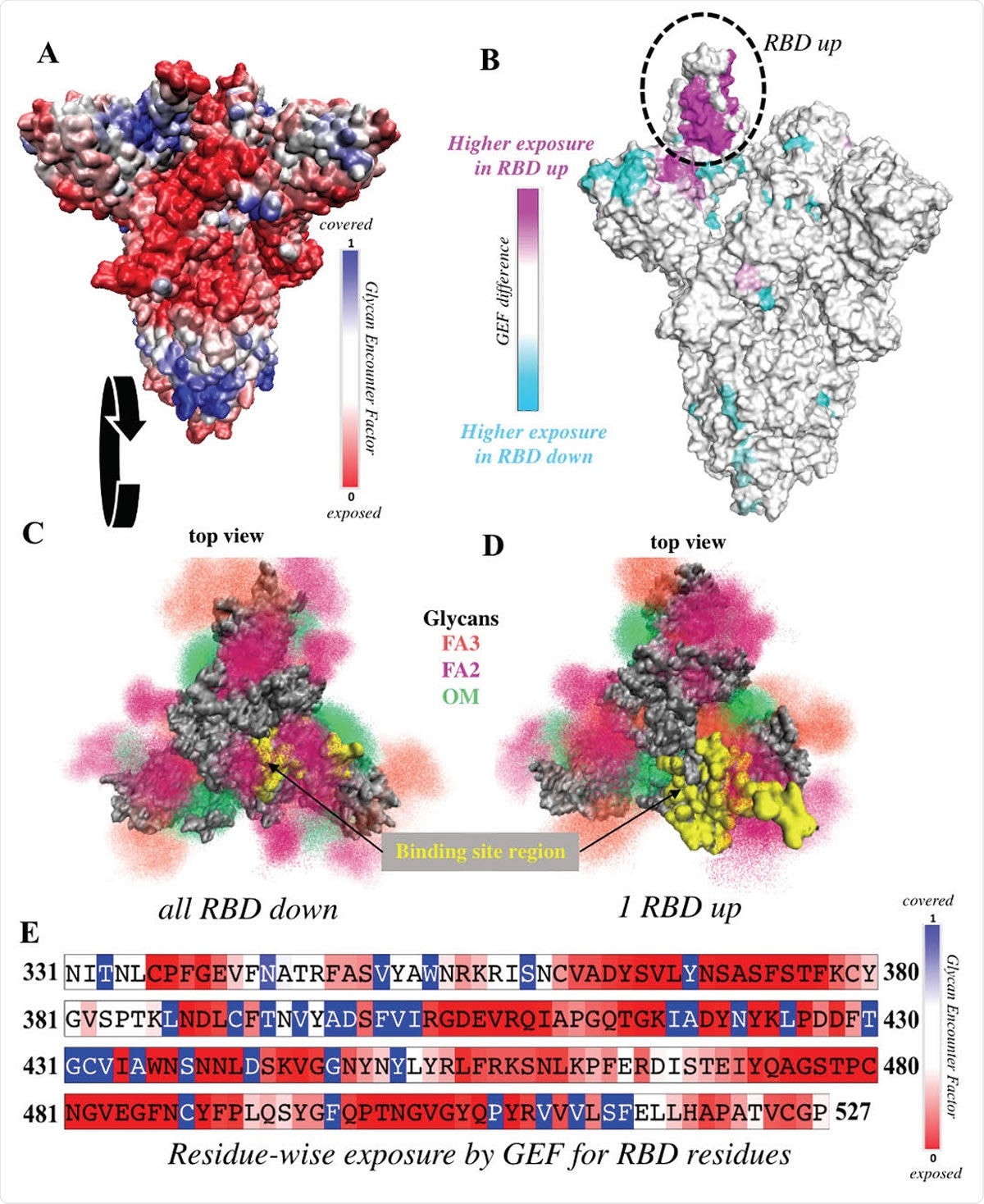 RBD is significantly more exposed in the one-up conformation. (A) Surface representation of the all-down Spike complex. Colors ranging between red, white and blue represent values for the glycan encounter factor (GEF). GEF describes relative exposure and coverage of protein surfaces. (B) Surface representation of the one-up Spike. Colors ranging between cyan, white, and magenta indicate GEF differences between the closed and open structures. The RBD in the up orientation is indicated by the dotted circle, where the originally buried (magenta) region around 458-478 is now exposed. (C-D) Top view of the Spike protein apex in (C) all-down and (D) one-up conformations. Protein surface is shown in grey. Glycan ensembles covering the protein surface are represented by point densities. Fucosylated 2 and 3 antennae complex (FA2 and FA3) glycans and oligomannose (OM) glycans are depicted in dark maroon, orange, and green. Binding site region, which includes receptor binding motif (residues 438-506) and C105 antibody binding residues (i.e. 403, 405, 406, 408, 409, 415-417, 420, 421, 449, 453, 455-460, 473-477, 486, 487, 489, 493-496, 498, 500-505), is colored yellow. These binding site residues are significantly more exposed in the one-up conformation, compared to the all-down case. (E) Residue-wise GEF of the RBD domain. Buried residues are colored blue. Exposure increases as the color changes toward white and red.