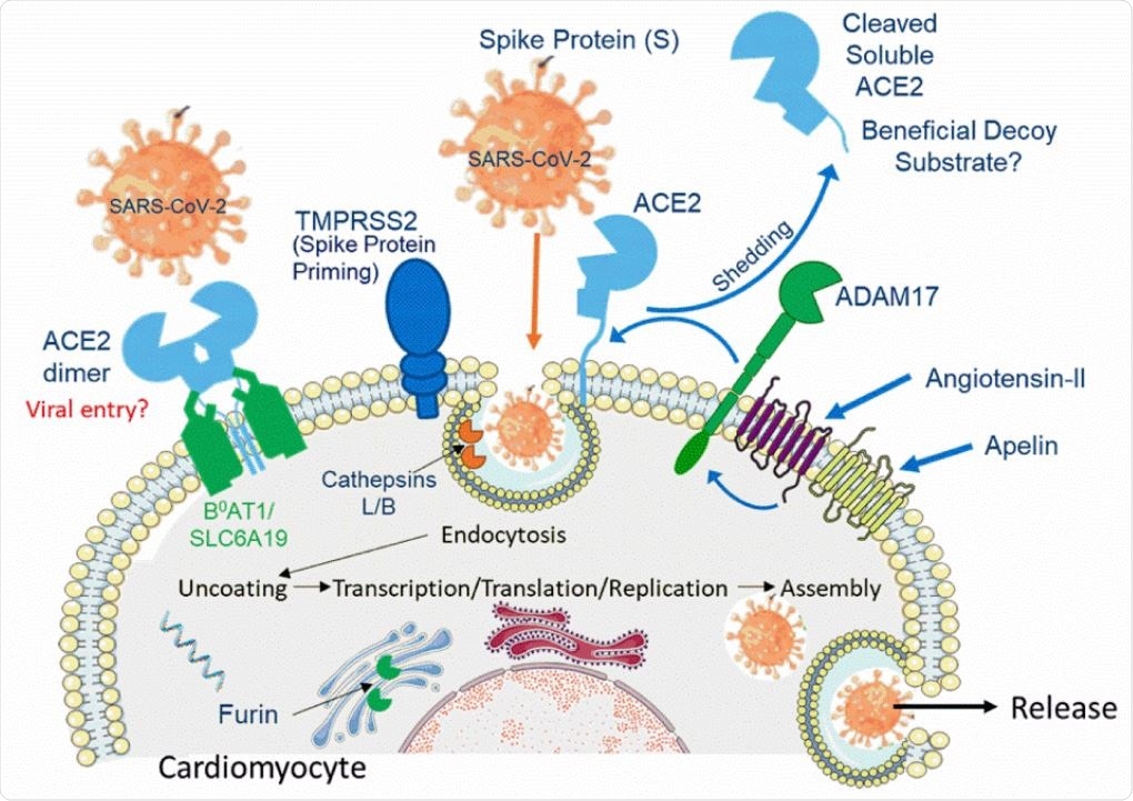 Schematic diagram of the key proteins predicted from RNASeq data to be expressed by human cardiomyocytes. We propose SARS-CoV-2 binds initially to ACE2 (with the ACE2/B0AT1 complex as a potential second entry site). TMPRSS2 priming of the spike protein S1 together with further protease activation by Cathepsins B and L facilitate viral cell entry and internalization by endocytosis. Furin may also have a role in this process. Internalization of the virus with ACE2 inhibits ACE2 carboxypeptidase activity that normally hydrolyses Ang-II, [Pyr1]-apelin-13 and des-Arg9-bradykinin. ADAM17, present on the cell surface, cleaves ACE2 to the soluble form that circulates in the plasma and could act as a decoy substrate for the virus. Levels of ADAM17 may be regulated by Ang-II and apelin acting via their respective G-protein coupled receptors.