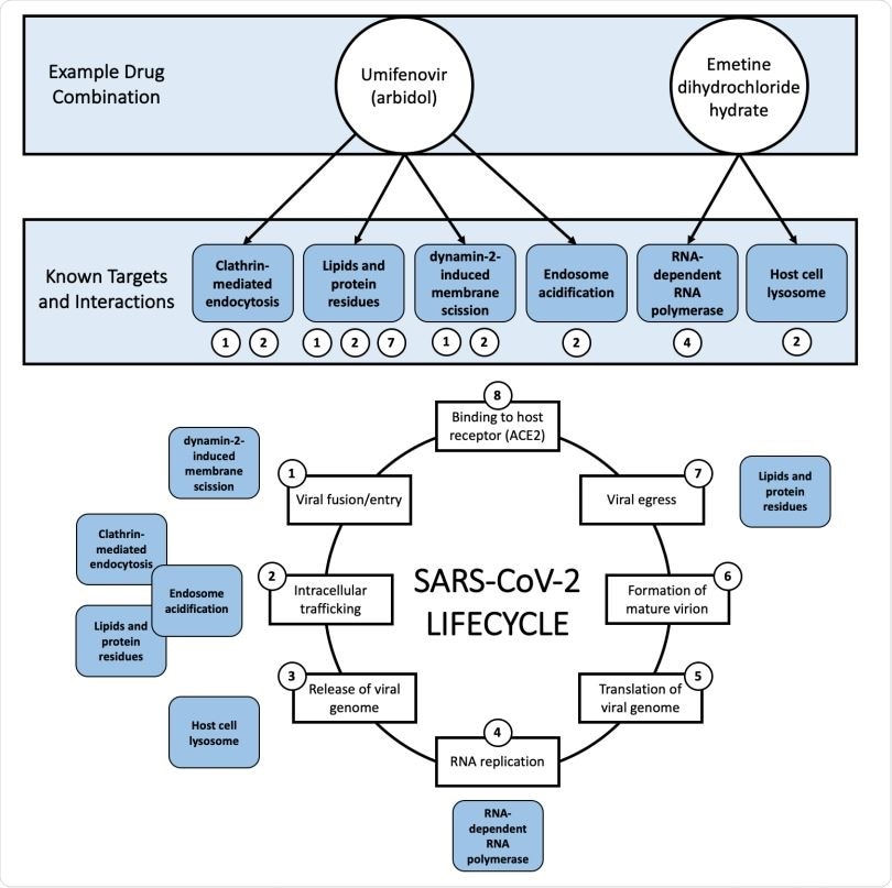 Example (umifenovir + emetine dihydrochloride hydrate) of the rationale behind mixture selection, i.e., interference with different steps of the COVID-19 lifecycle. All known targets and interactions were taken from the literature and are not necessarily specific to SARS-CoV-2. Umifenovir’s proposed mechanisms of action involve clathrin-mediated endocytosis, lipids and protein residues, dynamin-2-induced membrane scission, and endosome acidification. Emetine’s proposed mechanisms of action involve RNA replication/RNA-dependent RNA polymerase and the host cell lysosome. The viral lifecycle of SARS-CoV-2 was inspired by Fig. 1. of da Costa et. al 2020.