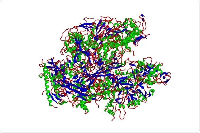 RNA Polymerase