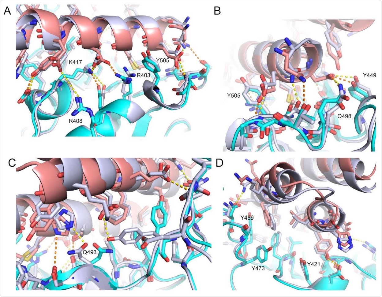 The CryoEM structure of LCB3 matches with the de novo designed model with atomic accuracy. The computational model (silver grey) of LCB3/RBD complex is overlaid with its CryoEM structure (cyan for RBD and light pink for LCB3). Interface interaction details are shown from 4 different views (A-D). Polar interactions are highlighted as dashed lines in orange for the CryoEM structure and in yellow for the design model. Representative residue indices are labeled according to the PDB 6M0J.