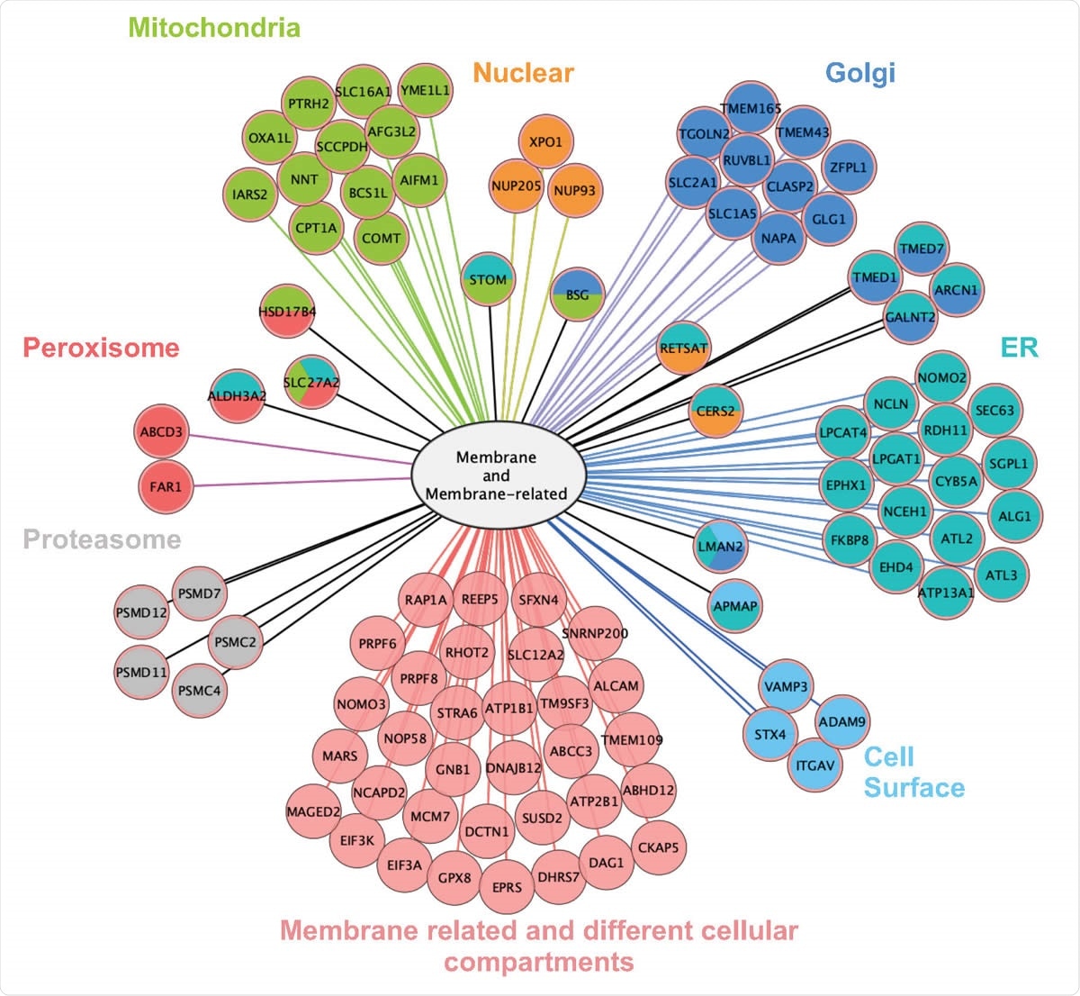 Interactome of ORF9c is based on LC-MS/MS of ORF9c-interacting proteins immunoprecipitated from A549 24 h after transfection. Left: Number of ORF9Cinteracting proteins according to their cell compartment (from Gene Ontology). Total values exceed 100% because some proteins are assigned / located in more than one compartment. Right: Protein subcellular localization map for the portion of the ORF9c interactome that is either a membrane protein or a membrane-related protein (as defined by Gene Ontology).