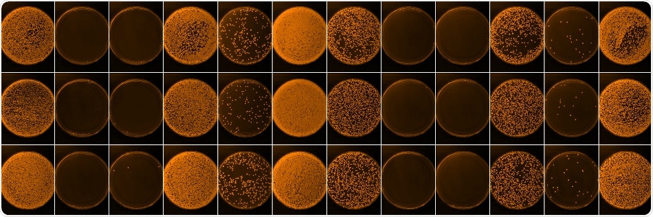 Study suggests novel strategy to slow down evolution of antibiotic resistance