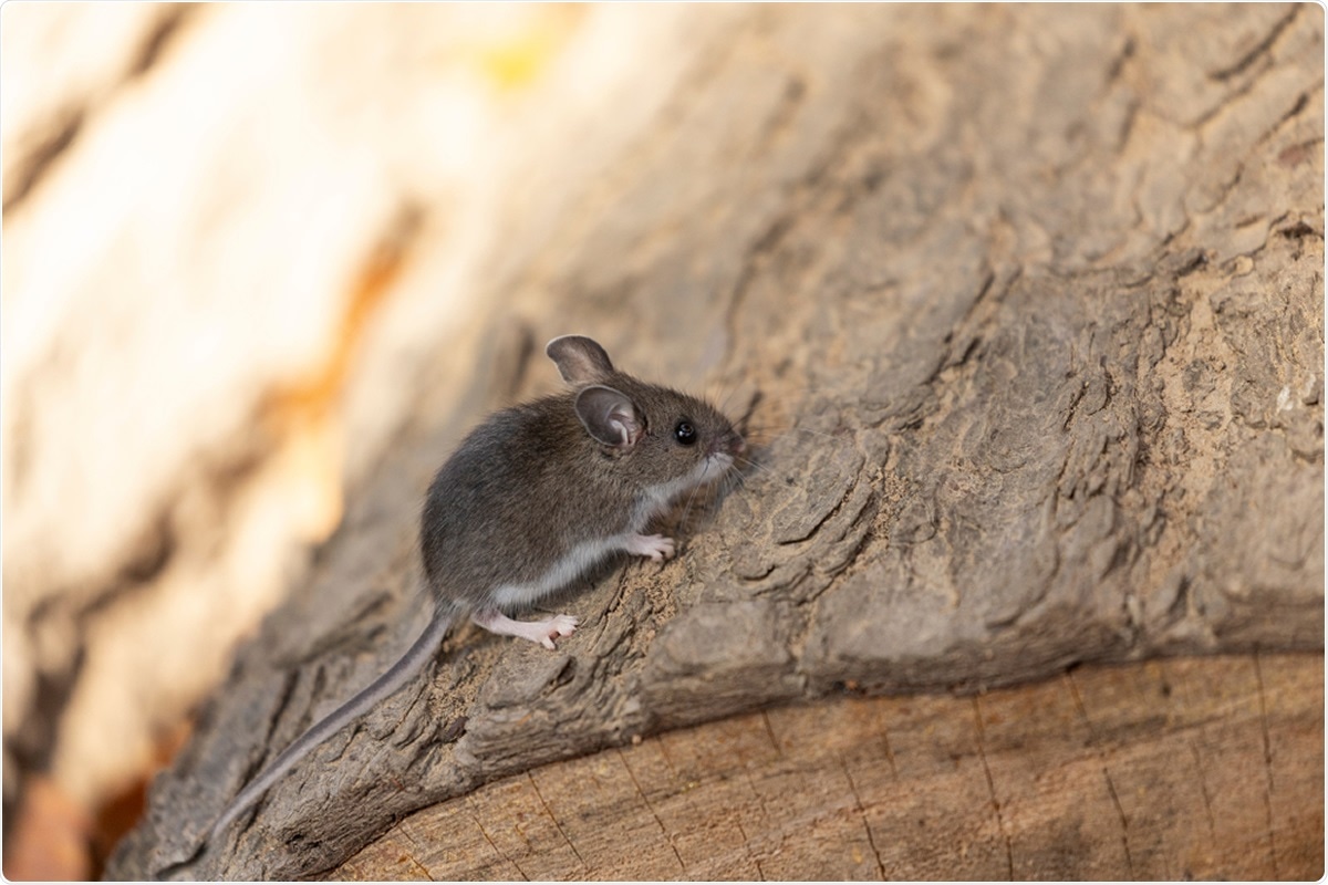 Deer mouse (Peromyscus maniculatus). Image Credit: Karel Bock / Shutterstock