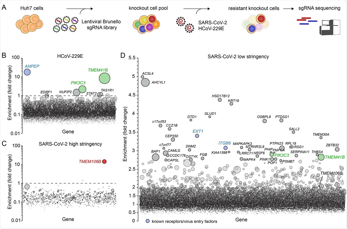 Genome-wide knockout screens in human cells identify 105 host factors for SARS-CoV-2 and HCoV-229E infection. A) Overview of experimental steps performed during a genome-wide screen for coronavirus host factors. B-D) Genome-wide knockout screens were performed in Huh7 cells, with strong selection (high stringency) using HCoV-229E (B) and SARS-CoV-2 (C) or with mild SARS-CoV-2 selection (low stringency) (D). Each circle represents a gene, with size corresponding to significance of enrichment. The y-axis shows the enrichment of sgRNAs after virus selection compared to an uninfected control population (D) or the population on the first day of the screen prior to infection (B and C). Genes distributed on the x-axis in alphabetical order.