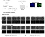 UV-C irradiation rapidly inactivates SARS-CoV-2 on surfaces
