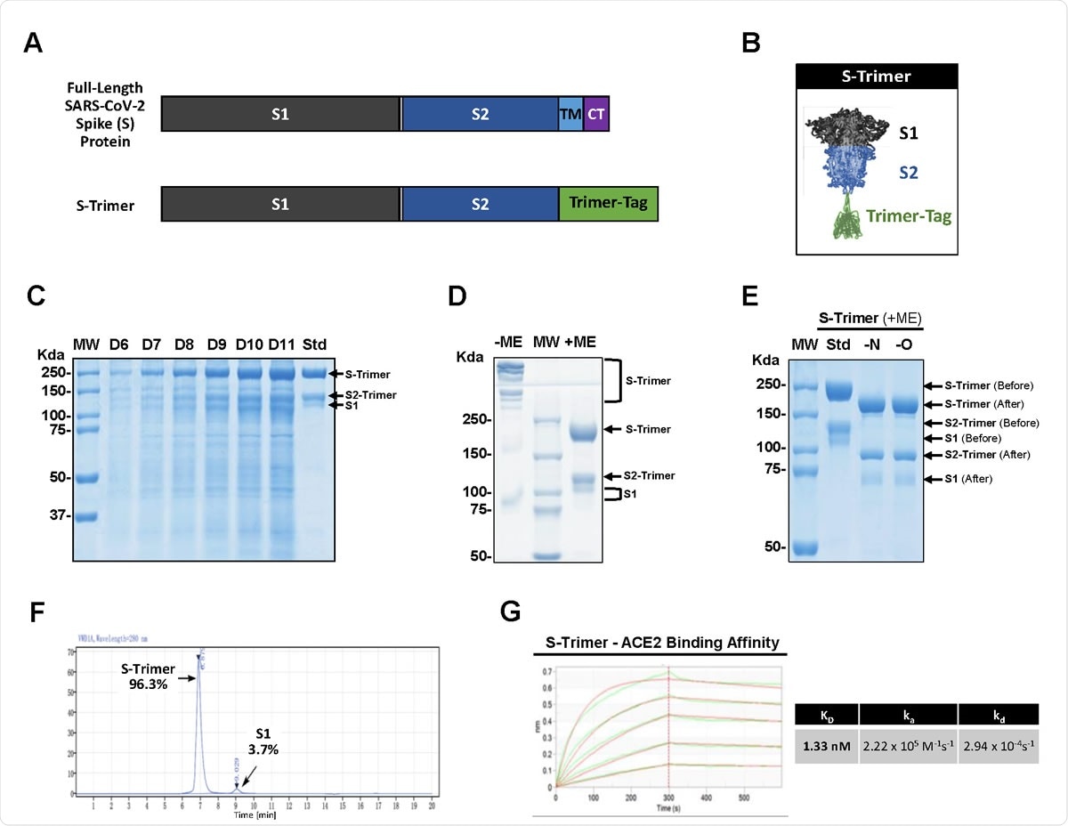 High-level expression and Characterization of S-Trimer. (A) Schematic representations of full-length SARS-CoV-2 Spike (S) protein and the ectodomain of wild-type SARS-CoV-2 S protein-Trimer-Tag fusion protein (S-Trimer). (B) Schematic 2-D illustration of S-Trimer with homotrimeric Spike protein in the prefusion conformation. (C) Reducing SDS-PAGE analysis with Coomassie Blue staining of high-level expression of S-Trimer as a secreted protein from CHO cells in a 15L bioreactor Fed-batch serum-free culture over 11 days (10 μL of cleared media were loaded for each sample) along with a purified standard (Std). (D) S-Trimer is a disulfide bond-linked homo-trimer as analyzed by SDS-PAGE with Coomassie Blue staining under non-reducing (-ME) and reducing (+ME) conditions. S-Trimer was shown to be partially cleaved at S1/S2 junction as indicated. (E) S-Trimer is heavily N-glycosylated. Analysis of S-Trimer before and after deglycosylation with PNGase F (-N) and PNGase F & Endo-O (-O) by SDS-PAGE with Coomassie Blue staining under reducing (+ME) condition. (F) SEC-HPLC analysis of the purity of S-Trimer with an MW of approximately 700 Kda, and a small fraction of cleaved S1 was shown detached from S-Trimer as indicated. (G) Determination of the binding affinity between S-Trimer and human ACE2-Fc by ForteBio BioLayer interferometry.