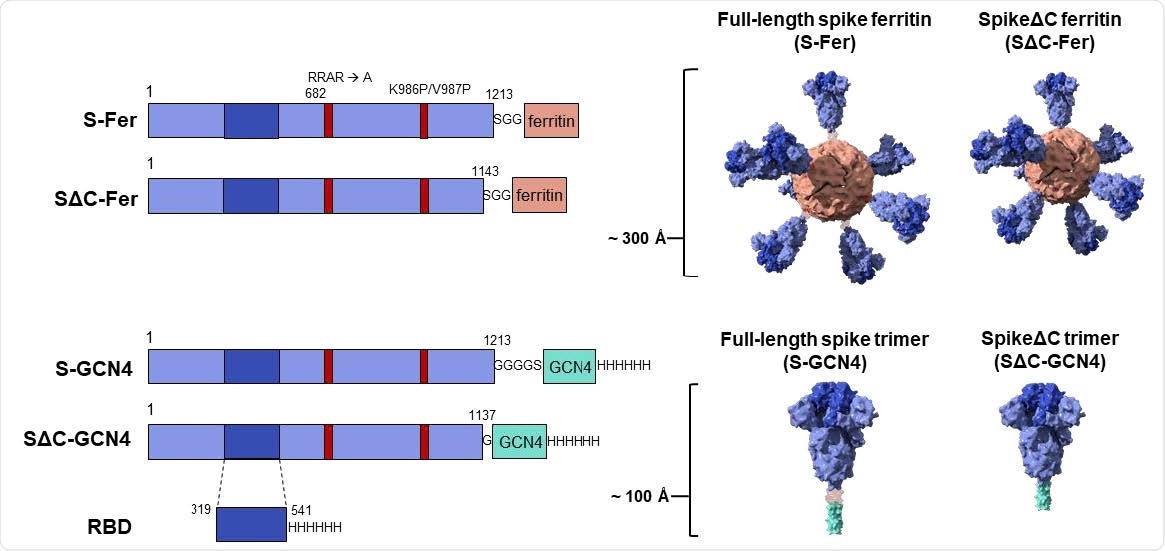 Construct design for SARS-CoV-2 spike-functionalized ferritin nanoparticles. All constructs are based on the Wuhan-Hu-1 amino acid sequence (GenBank MN9089473) of SARS-CoV-2 spike. Spike-functionalized ferritin constructs were made by fusing spike ectodomain (residues 1-1213) or spikeΔC (residues 1-1143) to the H. pylori ferritin subunit separated by an SGG linker. A structural representation based on the spike trimer cryo-EM structure (PDB 6VXX) and the H. pylori ferritin crystal structure (PDB 3BVE) depicts the 24-subunit particle displaying spike or spikeΔC on the surface. The estimated size of the spike-functionalized ferritin particles based on structural data is ~ 300 Å. The S-GCN4 and SΔC-GCN4 trimer constructs were made by fusing either the full-length spike residues (1-1213) or spikeΔC (1-1137) to a modified GCN4 trimerization domain followed by a hexahistidine tag. A structural representation of the spike trimers based on the cryo-EM structure (PDB 6VXX) is shown with an estimate length of ~ 100 Å. The RBD spans residues 319-541 of the spike protein and is preceded by the native signal peptide (not shown) and followed by a hexahistidine tag.