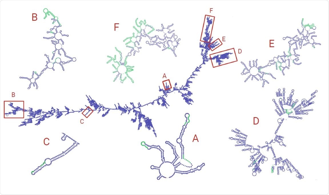 RNA structure was simulated using RNAfold and visualized with VARNA. The zoomed-in subsections of RNA are from the selected regions of both high SV and discontinuous transcription breakpoint enrichment. Green areas represent regions with an indel. Note that the structures zoomed-in subgenomic RNAs have been manually refined to avoid overlap of loops for easier visualization.