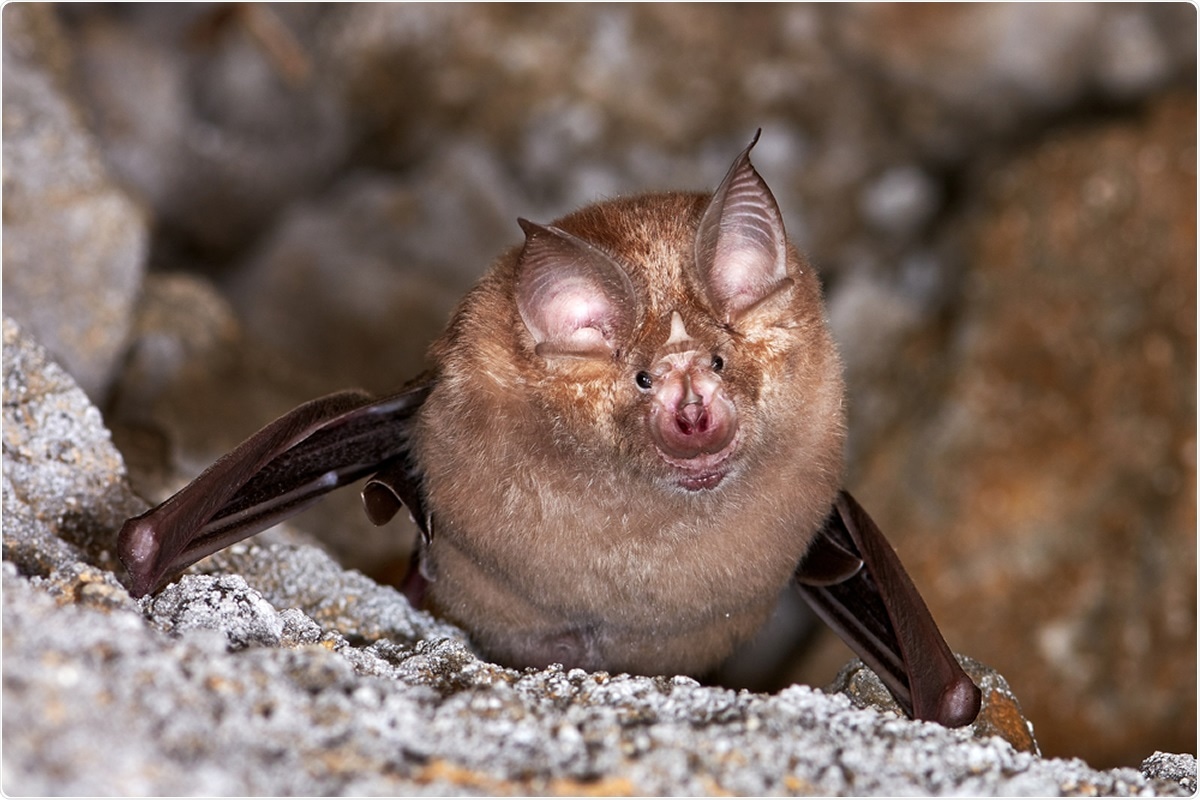 Lesser horseshoe bat (Rhinolophus hipposideros). Image Credit: aaltair / Shutterstock