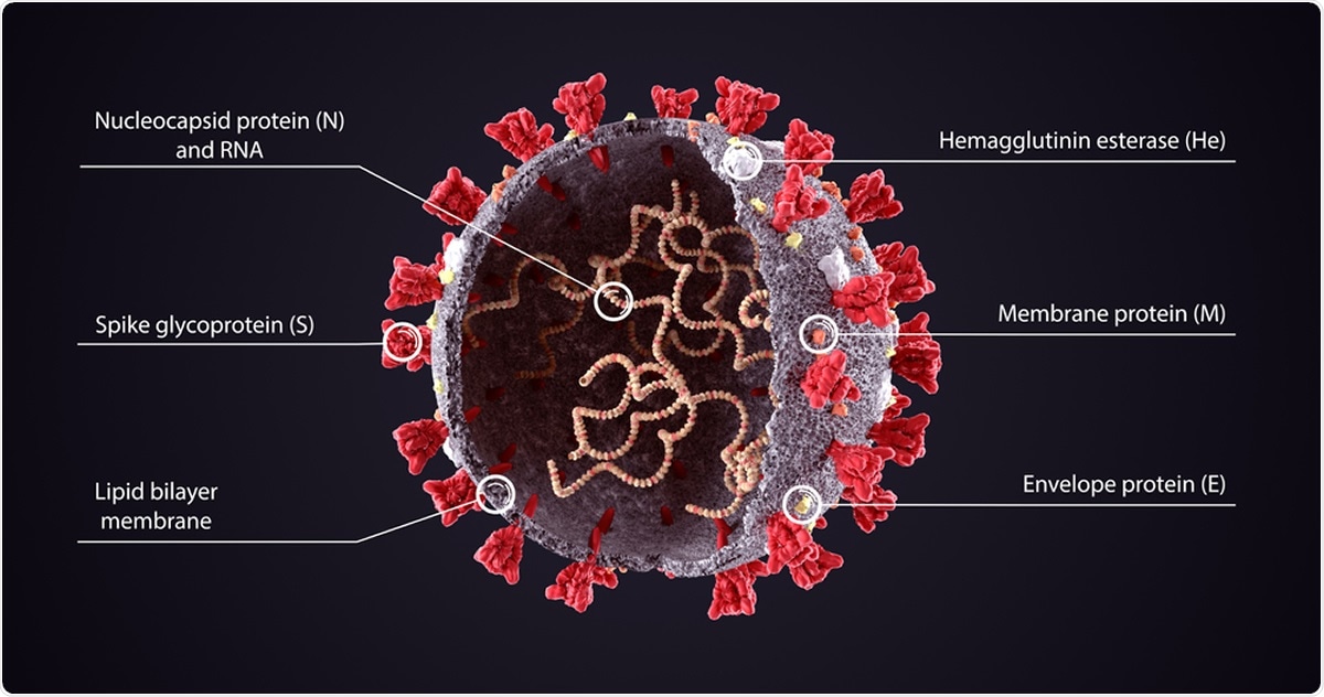 SARS-CoV-2 illustration. Image Credit: Orpheus FX / Shutterstock