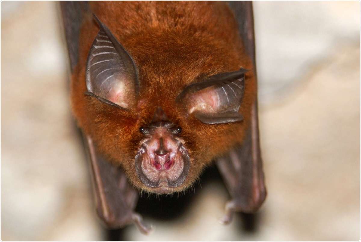 Horseshoe Bat (Rhinolophus sp.). Image Credit: Hugh Lansdown / Shutterstock