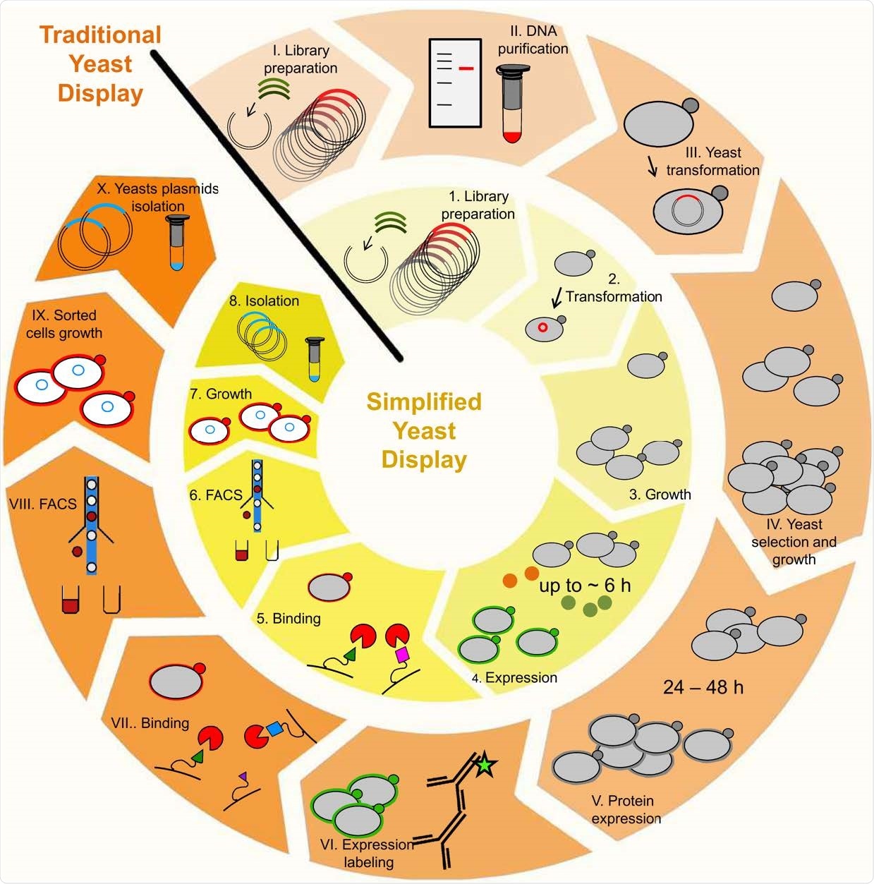 Enhanced yeast display benefits over traditional method. The use of enhanced yeast display enables elimination of DNA purification procedures between libraries (step II.); exclusion of antibody-based expression labeling procedure (step VI.), and the bright reporters eUnaG2 (orange points, step 4.) or DnbALFA (green points, step 4.) allow for ultra-tight binding selection, with reduced background and increased sensitivity in a reduced time frame (20).
