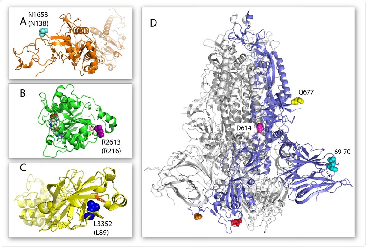 Location of select 20C-US mutations on the three-dimensional structure of their respective proteins. (A) Structure of nsp14 is shown in orange cartoon and the N138 amino acid in cyan spheres (PDB 5C8S). (B) Structure of nsp16 is shown in green cartoon and the R216 amino acid in purple spheres (PDB 6YZ1). The neighboring glutamate residue and the structured water molecule that it is predicted to hydrogen bond with are shown as green sticks and a red dot sphere, respectively. An S-adenosyl-methionine analog is shown as a space filling model in the nsp16 active site. (C) The structure of nsp5 is shown in yellow cartoon and the L89 amino acid in blue spheres (PDB 7KHP). A nearby phenylalanine available for increased hydrophobic packing is shown as orange sticks. (D) Structure of the trimeric spike protein with one monomer shown as a blue cartoon and the other two shown as gray cartoons (PDB 7JJI). The position of the Q77 amino acid is shown in spheres. Additional important mutations of the spike protein described previously are also shown: the 69-70 amino acid deletion in cyan spheres, the N501 amino acid in red spheres, the E484 amino acid in orange spheres, and the D614 amino acid in magenta spheres.