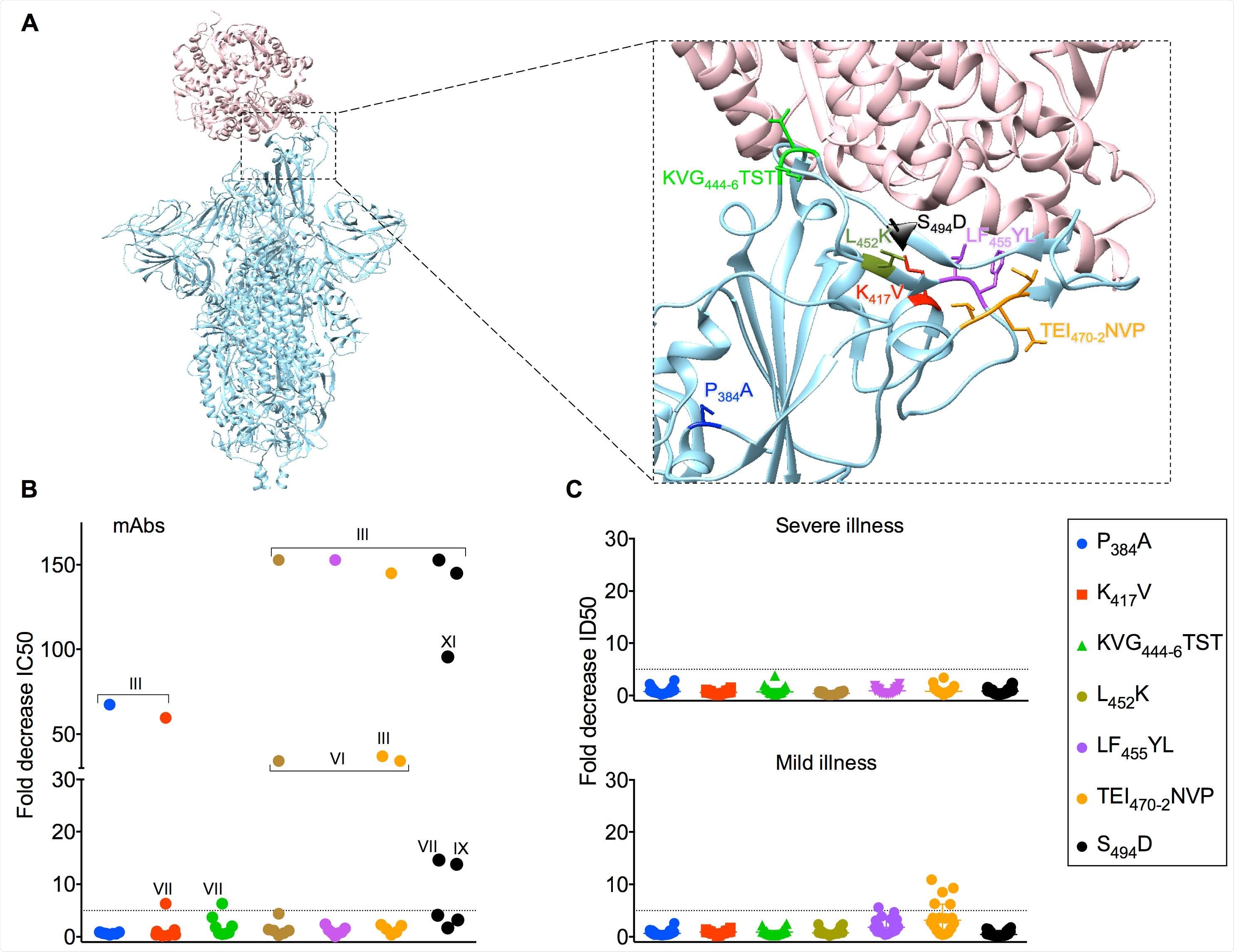 Neutralization by sera is less adversely affected 624 by SARS-CoV amino acid substitutions in SARS-CoV-2 Spike. (A) Representation of SARS CoV-2 Spike trimer (blue) in complex with ACE-2 (pink) (PDB code 7DF4). Magnified image shows mutated amino acid side chains at residues of interest. (B) IC50 values for each mAb against SARS-CoV-2 wildtype pseudotyped virus were divided by the IC50 for each mutant pseudotyped virus against the corresponding mAb to generate the fold decrease in neutralization on the Y-axis. The dotted horizontal line indicates a 5-fold drop in neutralization potency. The competitive binding clusters of each mAb that loses > 5-fold neutralization activity are labeled on the graph. (C) Thirty six serum samples were serially titrated and incubated with the mutant SARS-CoV-2 luciferase-encoding pseudotyped viruses indicated in the legend prior to the addition of HeLa cells expressing ACE-2. After two days, neutralization was measured as the relative reduction in relative light units (RLU) and 50% inhibitory dilution factors calculated using Graphpad Prism. ID50 values for each sera against SARS-CoV-2 wildtype pseudotyped virus were divided by the ID50 for each mutant pseudotyped virus against the corresponding sera to generate the fold decrease in neutralization on the Y-axis. The dotted horizontal line indicates a 5-fold drop in neutralization potency. The 18 serum samples from hospitalized patients are shown in the upper graph labeled “severe illness” and the 18 serum samples from healthcare workers who experience mild/asymptomatic COVID-19 are shown in the lower graph labeled “mild illness”.