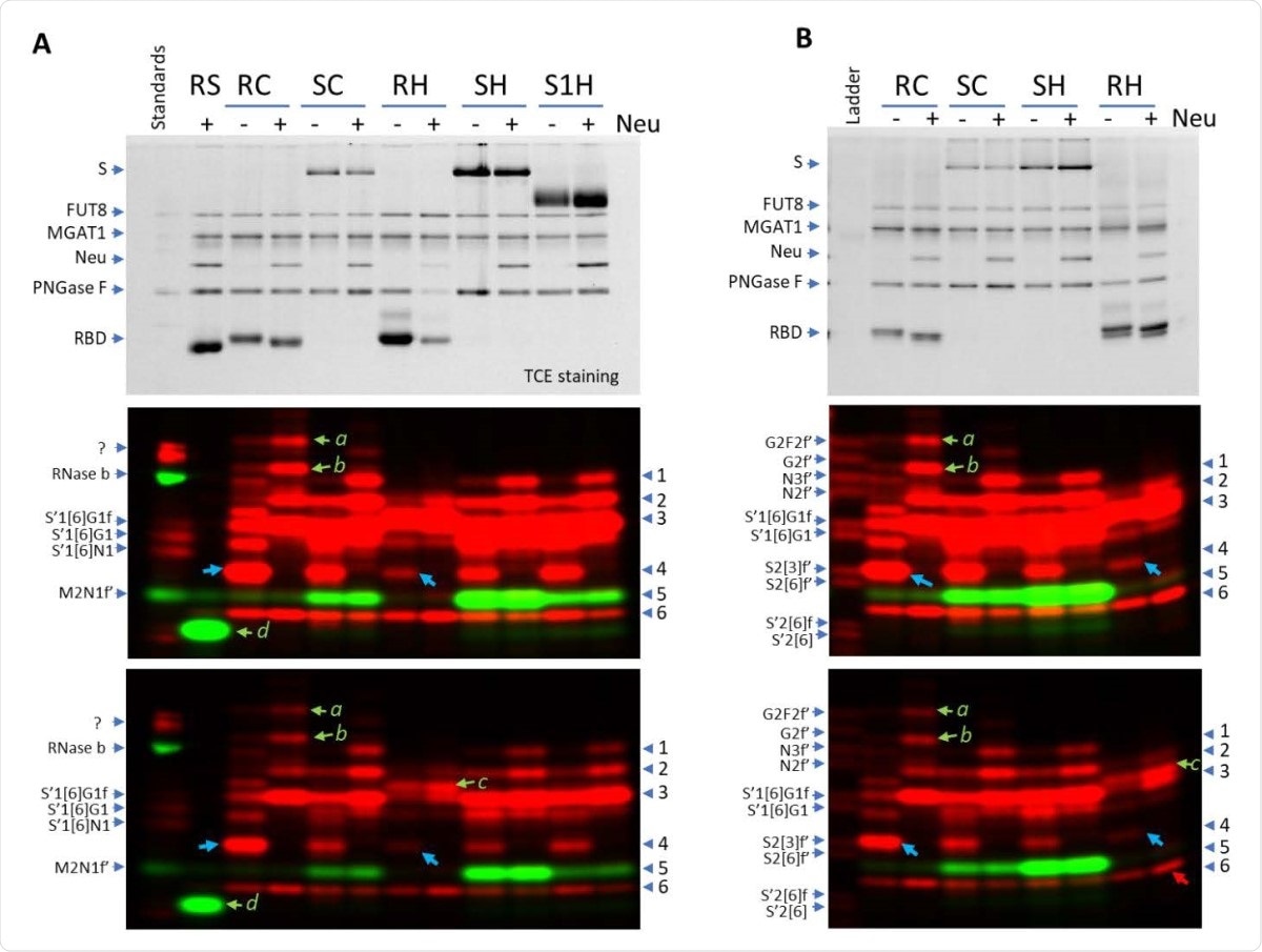 Fingerprinting N-glycans released from various SARS2 Spike proteins with ST6Gal1 (red) and FUT8 (green). N-glycans of various recombinant spike proteins released by PNGase F were labeled by ST6Gal1 and FUT8 with (+) or without (-) pretreatment of a neuraminidase (Neu). Labeled samples were separated on 17% SDS gel and imaged with regular protein imaging (upper panels) or fluorescent imaging (middle and lower panel in different contrasts). Bands in red are complex or hybrid glycans labeled by ST6Gal1 (via the incorporation of Cy5-conjugated sialic acid). Bands in green are oligo-mannose glycans labeled by FUT8 (via the incorporation of AlexaFluor 555-conjugated Fucose). For FUT8 labeling, MGAT1/UDP-GlcNAc were also included in the labeling mix to convert the oligo-mannose glycans to the substrates for FUT8. Labeled glycans from Ribonuclease B, S’1[6]N1, S’1[6]G1 and S’1[6]G1f were run as references in (A) and a glycan ladder with 10 labeled standard glycans was run in (B). RS, RBD domain of SARS2 Spike protein expressed in Sf21 cells; RC, RBD domain of SARS2 Spike protein expressed in CHO cells; RH, RBD domain of SARS2 Spike protein expressed in HEK293 cells; SC, whole SARS2 Spike protein expressed in CHO cells; S1H, SARS2 S1 protein expressed in HEK293 cells; SH, SARS2 Spike protein expressed in HEK293 cells.