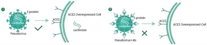 SARS-CoV-2 pseudovirus neutralization screening platform.