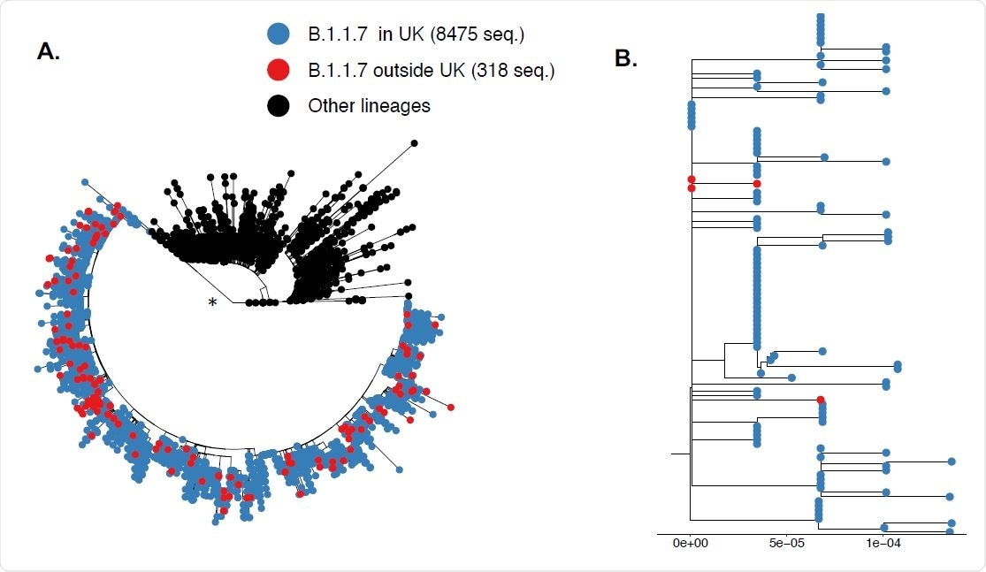 SARS-CoV-2 variant B.1.1.7 arose in the UK and spread globally from there. Tips in the phylogeny are colored according to lineage and country of origin (blue denotes taxa from UK, red denotes taxa from outside UK, and black corresponds to other lineages). (*) The branch leading tot the VOC B.1.1.7 clade has close to perfect suppport (0.99 Shimodaira Hasegawa (SH) branch support9-11). A. All sequences included. B. Illustrative subset of B 1.1.7 taxa from UK (in blue) and other countries (in red). The branch length scale (s/s/y) is indicated at the bottom. Tree display was obtained with the R package “ggtree”13.