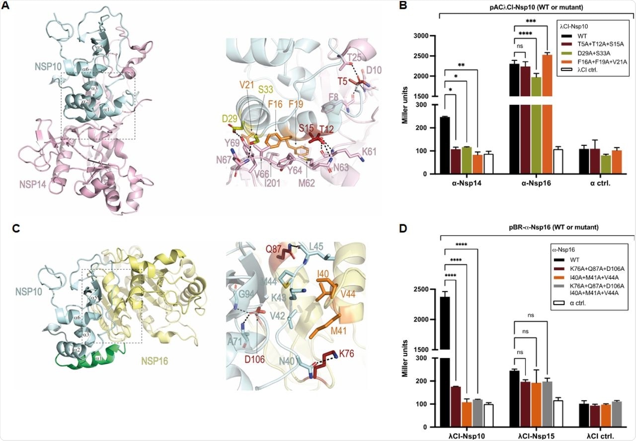 Selective disruption of protein interfaces for protein with two interaction partners. (A) Depiction of crystal structure (PDB ID: 5NFY [29]) of SARS-CoV-1 Nsp10 (pale cyan) in complex with Nsp14 (pale pink). Zoom-in shows amino acids (sticks) chosen for mutational analysis of Nsp10 (orange, olive, and burgundy) and their corresponding main interaction partners in Nsp14 (pale pink). (B) B2H results showing effects of Nsp10 substitutions on its interactions with Nsp14 and with Nsp16. Amino acid substitutions introduced into Nsp10 are given in the box. (C) Depiction of crystal structure of the SARS-CoV-2 Nsp16-Nsp10 protein complex (PDB ID: 6W4H [31]) colored respectively in pale yellow and pale cyan. Additional N-terminal Nsp107-22 region is included and was obtained from superimposed Nsp10 structure from PDB ID: 5NFY (green). Zoom-in shows amino acids (sticks) chosen for mutational analysis of Nsp16 (orange and burgundy) and their corresponding main interaction partners in Nsp10 (pale cyan). (D) B2H results showing effects of Nsp16 substitutions on its interactions with Nsp10 and with Nsp15. Amino acid substitutions introduced into Nsp16 are given in the box. (B,D) Indicated ORFs are fused either to the αNTD (indicated as α) or to full-length λCI. α and λCI negative controls express full-length α and full length λCI, respectively. Bar graphs show the averages of three biological replicates (n=3) and β-galactosidase activities are given in Miller units. Error bars indicate the standard deviation. Values indicated with asterisks are significantly different from the WT. ns: not significant; *: P<0.05; **: P<0.01; ****: P<0.0001 (One-way ANOVA with Dunnett’s multiple comparison test). Black dashed lines in A and C represent hydrogen bonds.