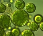 What are Algae?
