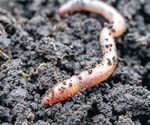 Taking lessons in molecular therapeutics from earthworms to combat COVID