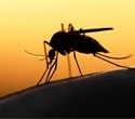 New insights into malaria proteins offer pathway to blocking parasite transmission