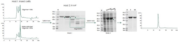 Case study—host optimization for recombinant protein expression.