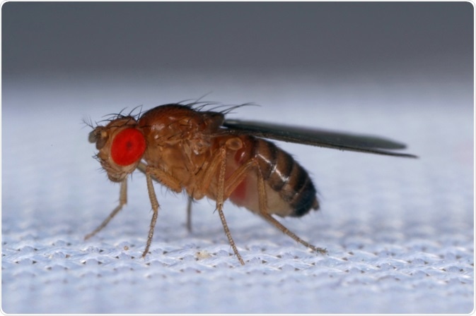 Drosophila melanogaster
