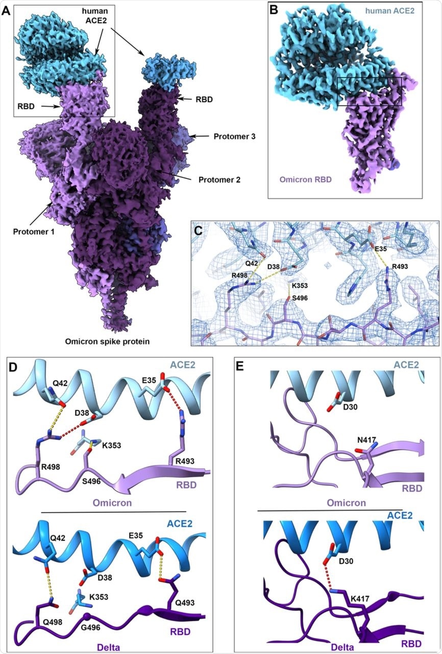 Cryo-EM structure of the Omicron spike protein-ACE2 complex.