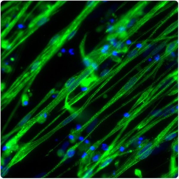 High quality products for cultured meat research