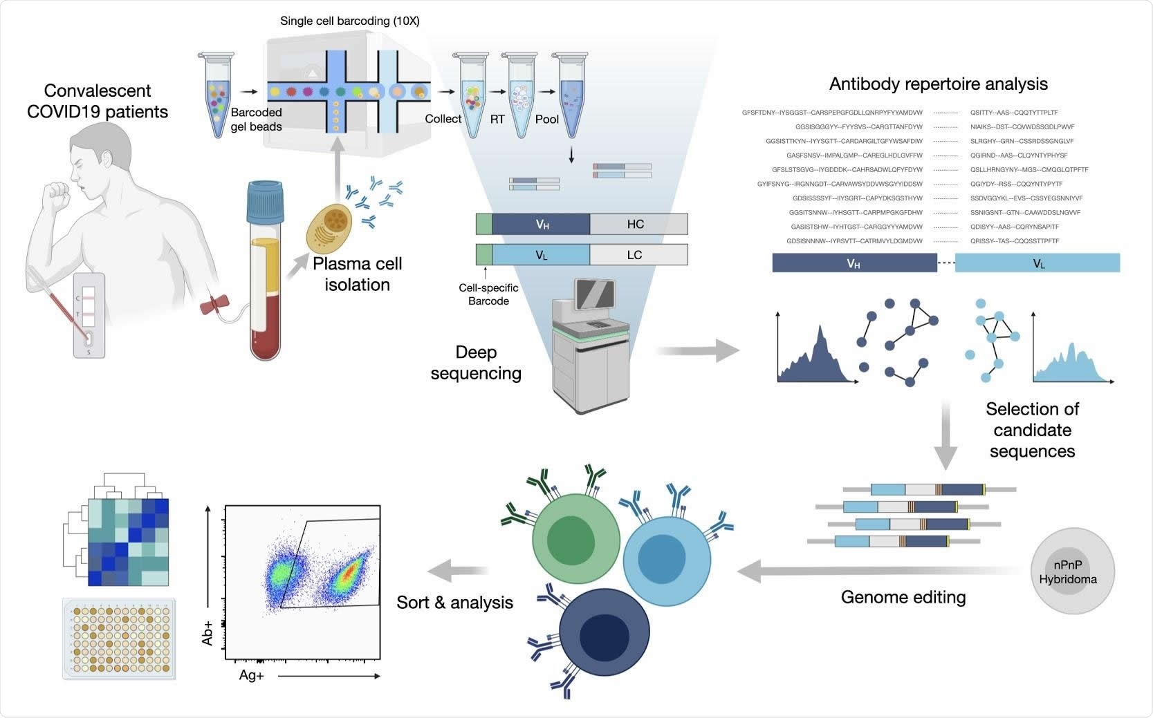 An integrated workflow for interrogating the antibody specificity of PCs from COVID-19 patients. Serum and peripheral blood mononuclear cells (PBMCs) are collected from convalescent COVID-19 patients (with confirmed PCR positive test). Serum is assayed with IgA and IgG ELISAs as well as POCTs. From a subset of 16 patients PCs are isolated from PBMCs by magnetic cell sorting and to then undergo gel encapsulation and barcoding for single-cell sequencing of their antibody heavy and light chain transcripts. Antibody repertoire analysis is performed to identify expanded plasma cell clonal lineages, which are then reformatted into single ORF full-length synthetic antibody genes including homology arms, to allow for single step cloning-free genome editing. The resulting mammalian display library then undergoes high-throughput screening for SARS-CoV-2 binding by flow cytometry and deep sequencing to recover the identity of the corresponding clonal lineages. Supernatant is used to determine cross-reactivity of antibodies within the library with coronavirus antigens.