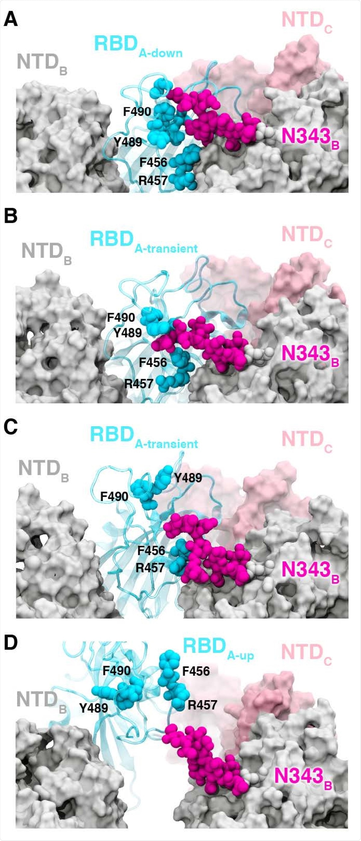 Glycan gating by N343. (A-D) Snapshot configurations along the opening pathway with chain A shown in cyan, chain B in gray, chain C in pink, and the glycan at position N343 is shown in magenta. (A) RBD A in the down conformation is shielded by the glycan at position N343 of the adjacent RBD B. (B-D) The N343 glycan intercalates between and underneath the residues F490, Y489, F456, F457 to push the RBD up and open (D).