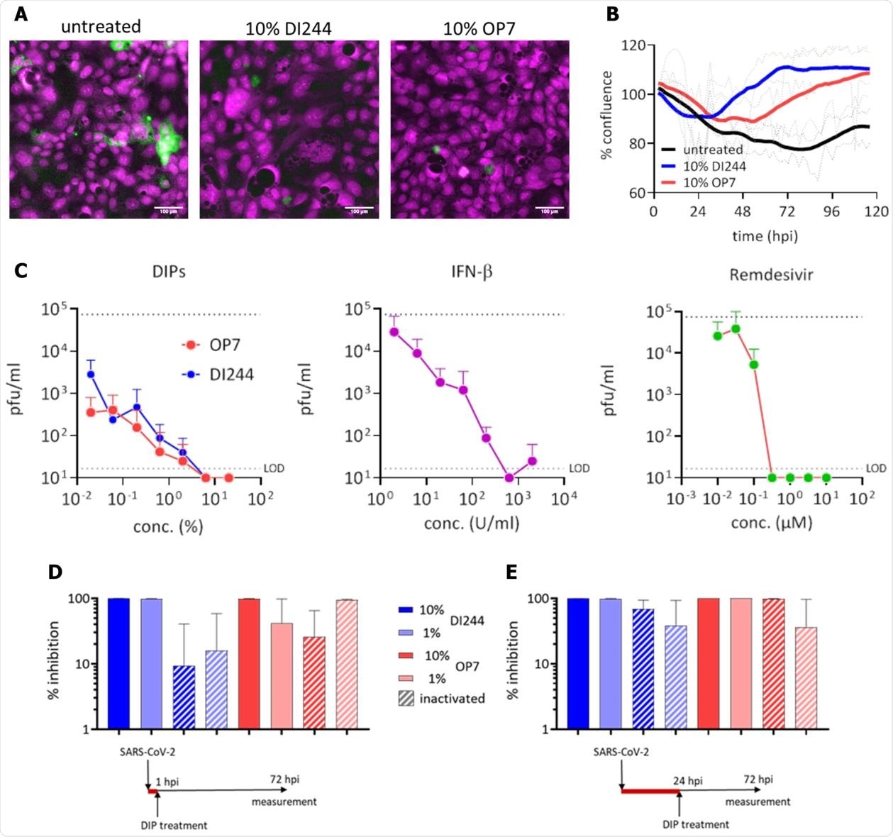 Inhibition of SARS-CoV-2 replication and spreading by IAV DIPs. SARS-CoV-2-infected Calu-3 cells (MOI=0.03) were treated with IAV DIPs (DI244 or OP7), IFN-β, or remdesivir at 1 hour post infection (hpi). For DI244 and OP7 treatment, highly concentrated produced, cell culture-derived DIP material (Hein et al., 2021)(Hein et al., submitted) was used. % (v/v) indicates the fraction with respect to the cell culture volume of 100 µL. Stock concentration, 5.6 x 108 and 1.12 x 1011 167 DI vRNAs/mL for DI244 and OP7, respectively. (A) Immunofluorescence analysis of the SARS-CoV-2 S protein expression (green, magenta: DNA) at 3 dpi. Scale bar, 100 µm. (B) Cytopathic effect. Confluence (% of initial) was measured by live-cell microscopy at 2 h intervals. Thick lines represent smoothened data (Savitzky-Golay filter), dotted lines show SD of original data (n=2, independent experiments). (C) Effective concentration range of DI244 and OP7 compared to IFN-β and remdesivir. Viral titers were determined from the supernatant at 3 dpi by plaque assay. Upper dotted line indicates virus titer in untreated cells, lower dotted line shows the limit of detection (LOD). Independent experiments were conducted; mean +/- SD (n=3) is shown. (D) and (E) SARS-CoV-2 growth inhibition by inactivated DIPs. SARS-CoV-2 infected cells were treated with active or UV inactivated DIPs at 1 hpi (D) or 24 hpi (E). Percentage inhibition of viral growth relative to mock treatment is shown; mean +/- SEM (n=3) is depicted.