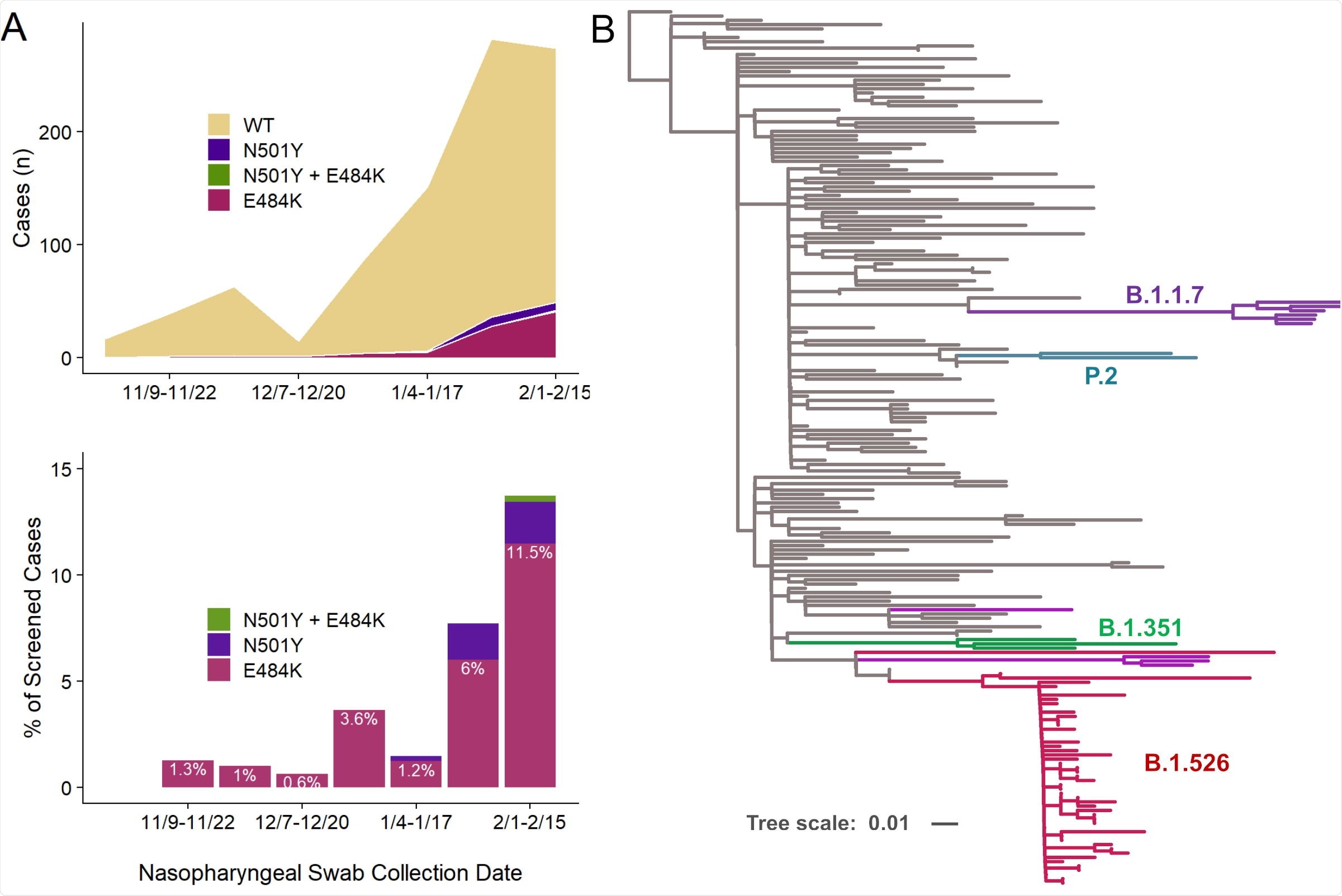 Increasing prevalence of E484K from November 2020 to February 2021 including E484K-harboring isolates within the B.1.526 lineage. (A) The earliest detected E484K variant from our study period was collected in mid-November 2020, and a total of 83 isolates with this substitution were identified between November 2020 and February 15, 2021, out of 927 total samples that showed a signal in our screening assay (upper panel). The prevalence of E484K (nE484K/(nWT + nE484K)) subsequently increased over time, from 1.3% in early November (11/09/2020-11/22/2020) to 11.5% in early February (2/1/2021-2/15/2021), as shown in the lower panel. (B) To place our E484K isolates within the context of globally circulating SARSCoV- 2 strains, we downloaded 140 genomes from GISAID randomly sampled across 50 distinct lineages. Phylogenetic analysis demonstrated that the majority of our B.1.526 isolates are tightly clustered (bottom; magenta), with the remaining E484K-harboring isolates interspersed within the parent B.1 lineage. The B.1.1.7 (UK; purple), B.1.351 (South Africa; green), and P.2 (Brazil; teal) samples identified fall within these branches, respectively, as expected, as shown. Samples from our collection which harbor E484K or N501Y but do not fall within one of these lineages are shown in magenta and purple, respectively.