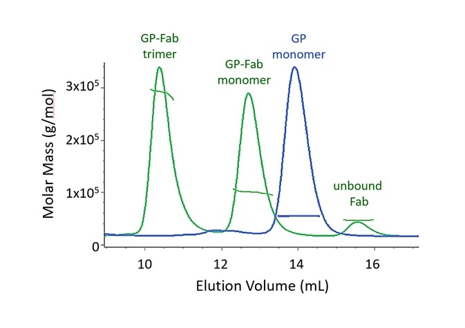 Both monomer and trimer forms of Lassa virus surface glycoprotein, GPCysR4, bind tightly to the Fab fragment of a neutralizing antibody.