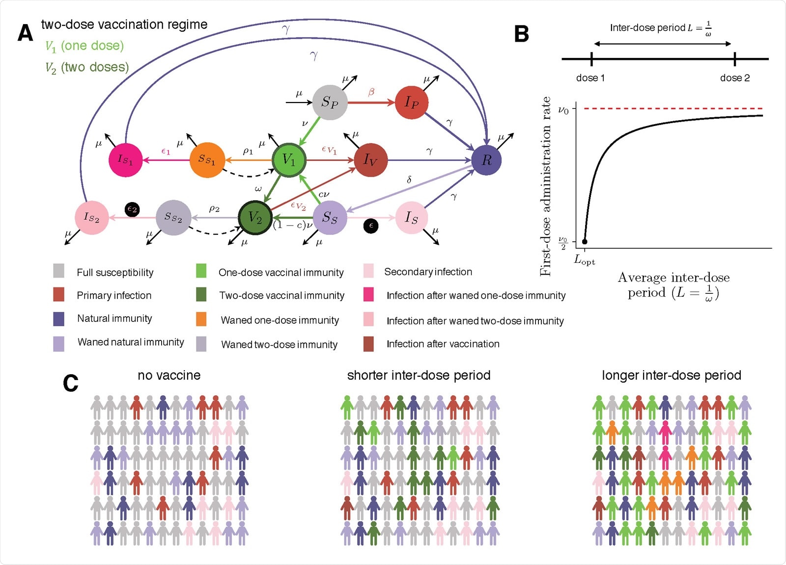 Description of the extended immuno-epidemiological model with one- and two-dose vaccination regimes (based on (8)). (A) Model flow chart depicting transitions between immune classes (see main text and Supplementary Materials for a full description of the immune classes and parameters). (B) Diagram of the inter-dose period ( 1 ! ) considered between the first and second vaccine doses and its relationship to the rate of administration of the first vaccine dose ⌫. The maximum achievable rate is ⌫0 for a fully one-dose strategy, and ⌫ is assumed to decrease exponentially to its lowest value ⌫0/2 when a fully two-dose strategy with inter-dose period corresponding to the clinical recommendation (Lopt) is employed. (C) Representative schematic of societal composition of various immune classes for the SIR(S) model with no vaccination (left), the extended model with a short inter-dose period (middle), and the extended model with a long inter-dose period (right).