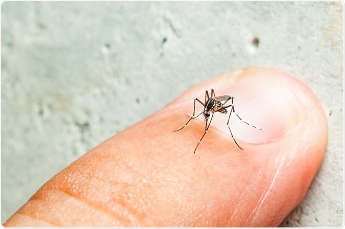 Aedes mosquito. Image Credit: Fendizz / Shutterstock