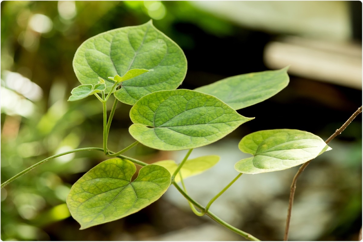 Study: Traditional use of Cissampelos pareira L. for hormone disorder and fever provides molecular links of ESR1 modulation to viral inhibition. Image Credit: Wasanajai / Shutterstock