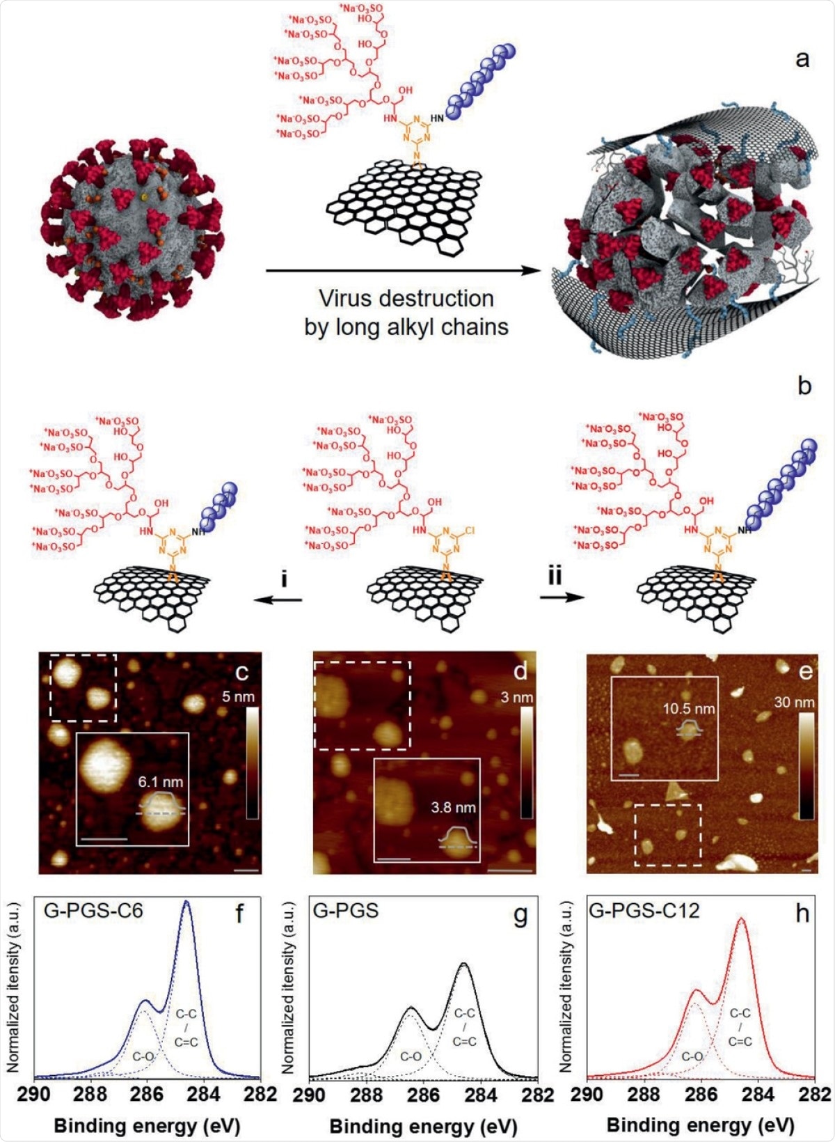 a) Schematic representation of intended interactions between G-PGS-C11 and SARS-CoV-2. While negatively charged polyglycerol sulfate interact with the positively charged domains of S on the surface of SARS-CoV-2, aliphatic chains penetrate into its membrane and disintegrate the virus. b) Schematic representation of the synthesis of G-PGS-Cx. Synthesis of G-PGS derivatives with i) short (C6, C9) and ii) long aliphatic chains (C10, C11, and C12). G-PGS, DMF, C6H13NH2/C9H19NH2/C10H21NH2/C11H23NH2/C12H25NH2, triethylamine, 25–60 °C, 24 h. c–e) AFM images with enlarged parts showing typical size and height of graphene sheets, and highly resolved f–h) XPS spectra for G-PGS-C6, G-PGS, and G-PGS-C12, respectively. Scale bars correspond to 100 nm.