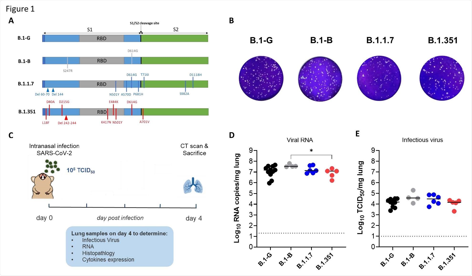 Characterization of the in vitro and in vivo replication of different SARS-CoV-2 variants. (A) Graphical representation for the SARS-CoV-2 spike gene showing the genotypic difference between the B.1-G, B.1-B, B.1.1.7 and B.1.351 SAR-CoV-2 variants. (B) Plaque phenotype of B.1-G, B.1-B, B.1.1.7 and B.1.351 SAR-CoV-2 variants in Vero E6 cells. (C) Set-up of the Syrian hamsters infection study. (D) Viral RNA levels in the lungs of hamsters infected with 105 TCID50 of B.1-G (n=11), B.1-B (n=4), B.1.1.7 (n=6) or B.1.351 (n=5) SAR-CoV-2 variants on day 4 post-infection, p.i are expressed as log10 SARS-CoV-2 RNA copies per mg lung tissue. Individual data and median values are presented. (E) Infectious viral loads in the lungs of hamsters infected with the different SARS-CoV-2 variants at day 4 pi are expressed as log10 TCID50 per mg lung tissue. Individual data and median values are presented. Data were analyzed with the Mann−Whitney U test. *P < 0.05.