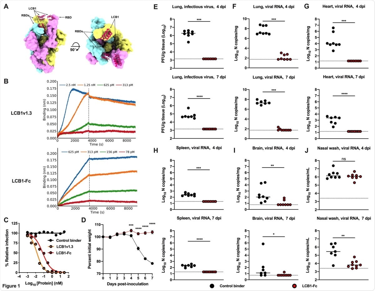 LCB1-Fc prophylaxis protects against SARS-CoV-2 infection. (A) Molecular surface representation of three LCB1v1.3 miniproteins bound to individual protomers of the SARS-CoV-2 spike protein trimer (left: side view; right: top view). (B) Binding curves of purified LCB1v1.3 and LCB1-Fc to SARS-CoV-2 RBD as monitored by biolayer interferometry (one experiment performed in technical duplicate). (C) Neutralization curves of LCB1v1.3, LCB1-Fc, or control binder against a SARS-CoV-2 WA1/2020 isolate (EC50 values: 14.4 pM, 71.8 pM, and >10,000 nM respectively; average of two experiments, each performed in duplicate). (D-J) 7 to 8-week-old female and male K18-hACE2 transgenic mice received 250 µg of LCB1-Fc or control binder by i.p. injection one day prior to i.n. inoculation with 103 PFU of SARS-CoV-2. Tissues were collected at 4 and 7 dpi. (D) Weight change following LCB1-Fc administration (mean ± SEM; n = 8, two experiments: two-way ANOVA with Sidak’s post-test: *** P < 0.001, **** P < 0.0001). (E) Infectious virus measured by plaque assay at 4 or 7 dpi in the lung (n = 8, two experiments: Mann-Whitney test; *** P < 0.001). (F-J) Viral RNA levels at 4 or 7 dpi in the lung, heart, spleen, brain, or nasal wash (n = 8, two experiments: Mann-Whitney test: ns, not significant, * P < 0.05, ** P < 0.01, *** P < 0.001, **** P < 0.0001).