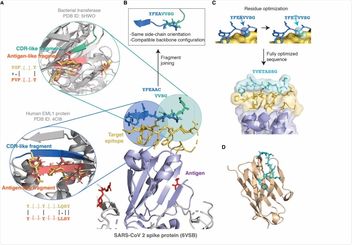 Schematic illustration of the combinatorial structure-based CDR design strategy introduced in this work. (A) The antigen is shown in purple with the glycan groups in red, and the chosen target epitope is shown in gold at the centre (the ACE2 binding site in the RBD of SARS-CoV-2, PDB ID 6VSB). The bubbles on the left show two matching antigen-like fragments (salmon) in the context of their native structure structurally superimposed to the query epitope fragments (gold) used to identify them. The CDR-like fragments (blue and green) interacting with these antigen-like fragments, and therefore predicted to bind the epitope, are also shown above it in the centre. The antigen-like fragments in the bubbles are non-contiguous as they were identified with the surface-patch fragmentation mode (see Methods) by employing as query those epitope fragments corresponding to solventexposed sidechains. The sequence identity between the query epitope fragment (gold) and matching antigen-like fragment (salmon) is shown as an alignment next to the bubbles. (B) As the two CDR-like fragments have an overlapping part with compatible backbone conformation and similar sidechain orientation they are merged together to form a single designed CDR candidate. (C) The sequence of the CDR candidate is further optimised (see Methods) by substituting those residues in contact with amino acids that differ between the target epitope and the matching antigen-like fragments. (D) The optimised CDR sequence is then grafted onto a single-domain antibody scaffold. The example presented in this figure is the CDR3 of DesAb-RBD-C1 (Table 1). The model in this panel was generated with the ABodyBuilder web server (22).