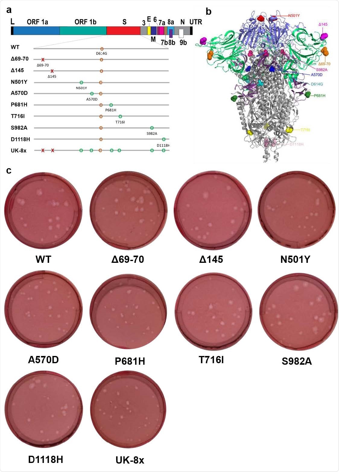 The construction of mutants and their plaque morphologies. a, The reverse genetic construction design of all the individual and combined mutations on the wt D614G backbone. Numbers on the upper genome map refer to open reading frames (ORFs). E, envelope glycoprotein gene; L, leader sequence; M, membrane glycoprotein gene; N, nucleocapsid gene; UTR, untranslated region. b, The location of all 8 UK B.1.1.7 substitutions and D614G on the SARS-CoV-2 spike protein trimer. c, The morphologies of all the rescued mutant SARS-CoV-2 variants. The plaques were stained 2.5 days post-infection of Vero E6 cells.
