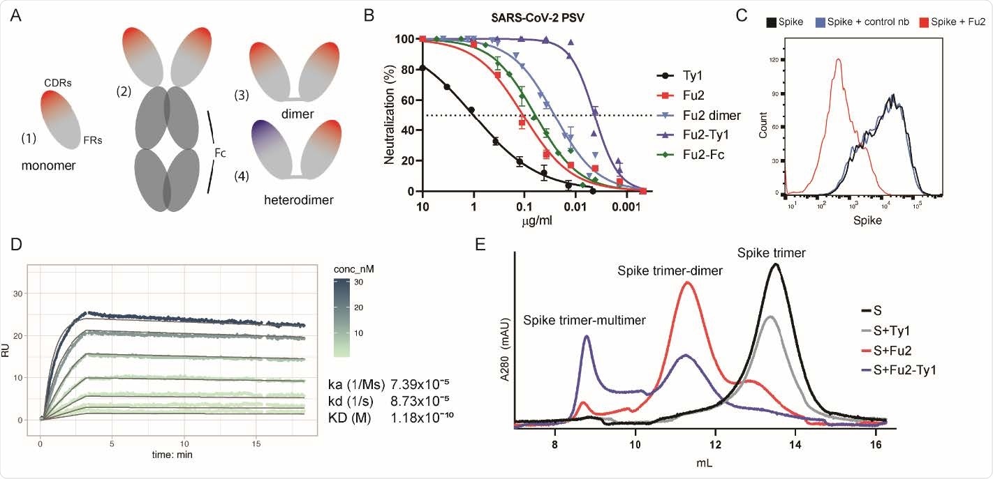 An RBD-specific nanobody neutralizes SARS-CoV-2. (A) Overview of different nanobody constructs used in this study: (1) nanobody monomer, (2) nanobody Fc-fusion, (3) chemically linked nanobody homodimer, (4) chemically linked nanobody heterodimer. (B) A SARS-CoV-2 spike pseudotyped lentivirus (PSV) was incubated with a dilution series of the indicated nanobodies at 37°C for one hour before infecting HEK293T-hACE2 cells. Neutralization (in %) compared to untreated PSV is shown. Data from at least two replicates is shown and the error bars represent the standard deviation. (C) Recombinantly expressed, prefusion stabilized, and fluorescently labeled SARS-CoV-2 spike protein was incubated with a control nanobody specific for IAV NP 29 274 , or Fu2 and used to stain ACE2 expressing HEK293T cells. Cells were analyzed by flow cytometry and a representative histogram is shown. (D) Binding kinetics of Fu2 to the RBD were measured by surface plasmon resonance (SPR). Sensorgram is color-coded based on concentration. The fit is based on the 1:1 Langmuir model and is shown in dark grey solid lines. (E) Recombinantly expressed, prefusion stabilized SARS279 CoV-2 spike protein was run alone or preincubated with the indicated nanobody constructs on a Superose 6 size-exclusion column. Elution profiles (A280) are shown.