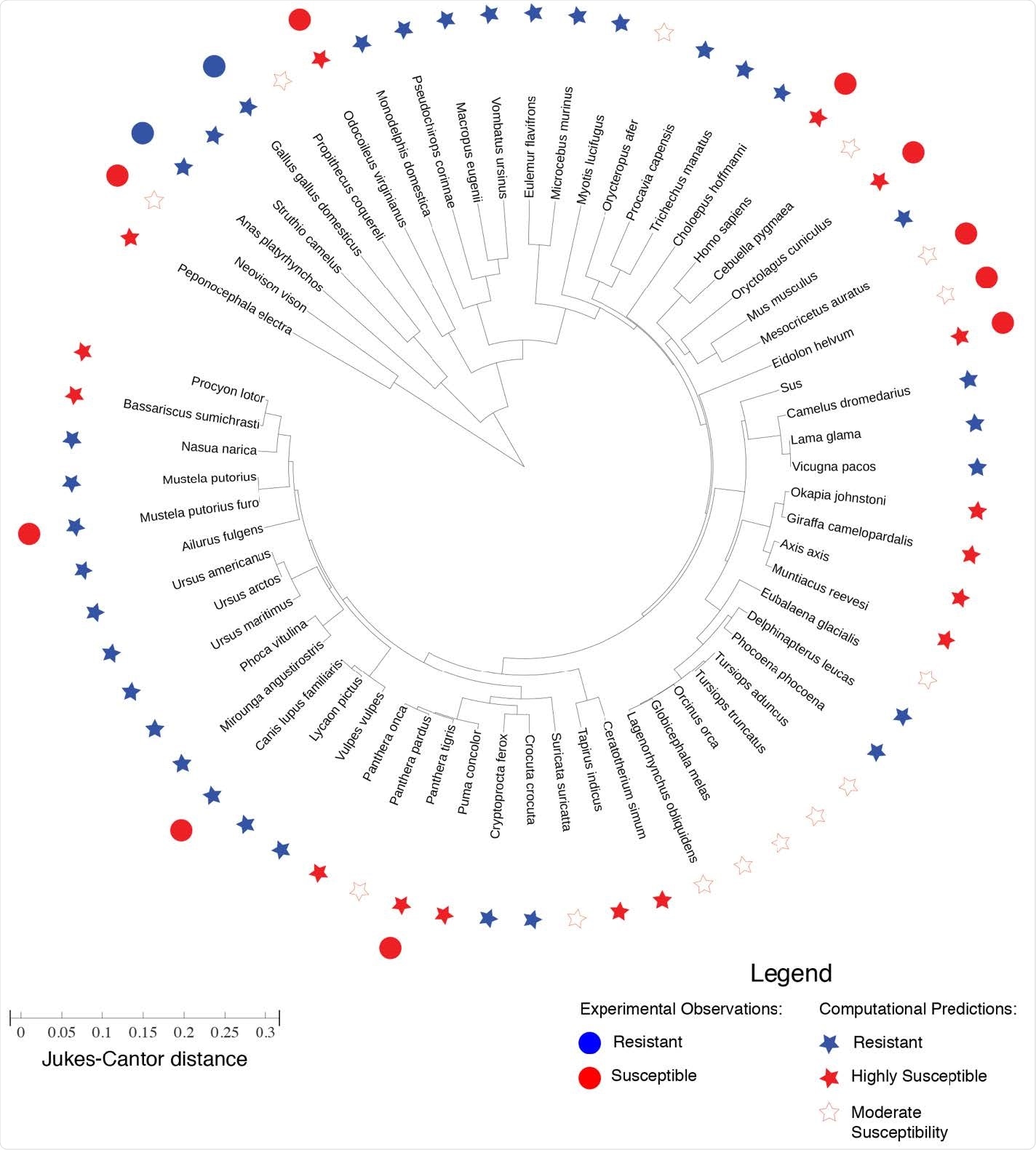 Phylogenic tree representing the evolutionary distance between ACE2 proteins of different species. The lengths in the radial direction denote the Jukes-Cantor distance as a measure of evolutionary distance between any two ACE2 proteins. The experimental observation of SARS-CoV-2 resistance/susceptibility are plotted alongside the computational predictions for resistance/susceptibility based on our frustration analysis of the a consistency between the computational predictions and the experimental observations for mouse (Mus musculus), chicken (Gallus gallus domesticus), duck (Anas platyrhynchos), mink (Neovison vison), bat (Eidolon helvum), Syrian golden hamster (Mesocricetus auratus), tiger (Panthera tigris), white-tailed deer (Odocoileus virginianus), European rabbit (Oryctolagus cuniculus), and pig (Sus scrofa). However, apparent inconsistencies are found for ferret (Mustela putorius furo) and dog (Canis lupis familiaris) —however, SARS-Cov-2 has only been observed to replicate in the upper respiratory tract of ferrets, and viral replication has been observed to be low in dogs.