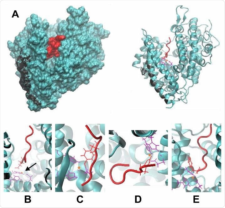 (A) The structure of Ang II (red) bound to ACE2 (teal). The cleft in ACE2 where Ang II resides is visible in both the surface-rendered image (left) and the ribbon diagram (right). The residues on ACE2 that interact with spike protein are shown in black. (B-E) Magnified views of Ang II-ACE2 binding, depicting the coordination of Ang II to zinc (orange) at four possible residues of D, Y, H, and the C-terminus, shown in B, C, D, and E, respectively. Corresponding coordinating residues on ACE2 are shown in purple.