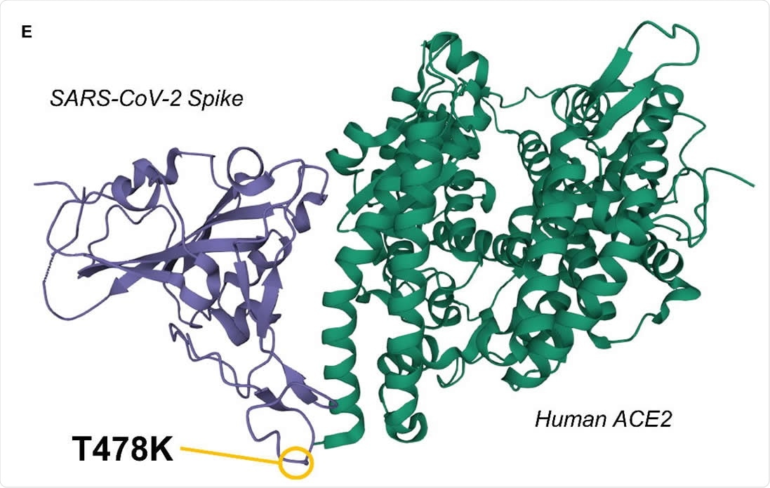 3D representation of the SARS-CoV-2 Spike / Human ACE2 interacting complex